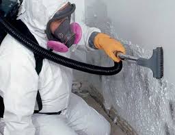 Best Black Mold Removal  in Newhall, IA